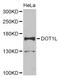 DOT1 Like Histone Lysine Methyltransferase antibody, LS-B14488, Lifespan Biosciences, Western Blot image 
