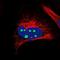 Cysteine Rich Secretory Protein LCCL Domain Containing 1 antibody, NBP1-84413, Novus Biologicals, Immunofluorescence image 