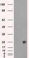 Proteasome Subunit Alpha 7 antibody, GTX83785, GeneTex, Western Blot image 