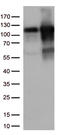 KAP-1 antibody, CF813318, Origene, Western Blot image 