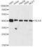 Major Histocompatibility Complex, Class I, B antibody, MBS126470, MyBioSource, Western Blot image 