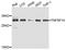 TNF Superfamily Member 14 antibody, A2002, ABclonal Technology, Western Blot image 