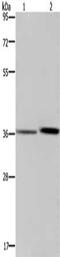 MAGE Family Member F1 antibody, CSB-PA272625, Cusabio, Western Blot image 
