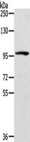 Endothelin-converting enzyme 2 antibody, CSB-PA160915, Cusabio, Western Blot image 