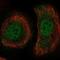 Pleckstrin Homology Domain Containing A1 antibody, PA5-66719, Invitrogen Antibodies, Immunofluorescence image 
