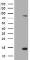 Paraplegin antibody, LS-C175081, Lifespan Biosciences, Western Blot image 
