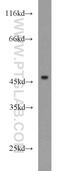 Interleukin-17 receptor C antibody, 15648-1-AP, Proteintech Group, Western Blot image 