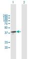SRY-Box 12 antibody, H00006666-B01P, Novus Biologicals, Western Blot image 