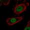 Zinc Fingers And Homeoboxes 1 antibody, HPA055357, Atlas Antibodies, Immunofluorescence image 