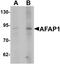 Actin Filament Associated Protein 1 antibody, LS-B9578, Lifespan Biosciences, Western Blot image 