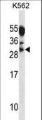 Myogenin antibody, LS-C164719, Lifespan Biosciences, Western Blot image 