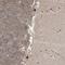 TeM antibody, NBP1-89939, Novus Biologicals, Immunohistochemistry frozen image 