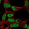 POU Class 2 Homeobox 1 antibody, NBP2-39024, Novus Biologicals, Immunofluorescence image 