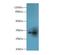 Limb And CNS Expressed 1 antibody, LS-C378254, Lifespan Biosciences, Western Blot image 