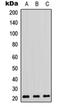 Ras Homolog Family Member A antibody, orb315687, Biorbyt, Western Blot image 