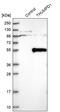 THUMP Domain Containing 1 antibody, PA5-55714, Invitrogen Antibodies, Western Blot image 