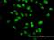 SIX Homeobox 4 antibody, H00051804-M09, Novus Biologicals, Immunocytochemistry image 