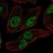 Ephrin B2 antibody, NBP2-49646, Novus Biologicals, Immunofluorescence image 