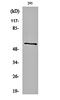 ATP Synthase F1 Subunit Alpha antibody, orb160053, Biorbyt, Western Blot image 