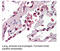 Toll Like Receptor 8 antibody, MBS194450, MyBioSource, Immunohistochemistry frozen image 