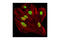 Tripartite Motif Containing 28 antibody, 4123S, Cell Signaling Technology, Immunofluorescence image 