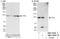 TELO2 Interacting Protein 1 antibody, NBP1-79034, Novus Biologicals, Western Blot image 