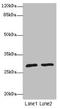 APAF1 Interacting Protein antibody, LS-C675384, Lifespan Biosciences, Western Blot image 