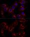 Golgin A2 antibody, GTX54142, GeneTex, Immunofluorescence image 