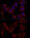 Golgin subfamily A member 2 antibody, GTX54142, GeneTex, Immunofluorescence image 