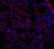 Major Facilitator Superfamily Domain Containing 2A antibody, GTX85147, GeneTex, Immunohistochemistry paraffin image 