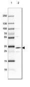 Dehydrogenase/Reductase 1 antibody, NBP1-83560, Novus Biologicals, Western Blot image 
