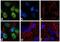 Neurogenin 2 antibody, 702565, Invitrogen Antibodies, Immunofluorescence image 