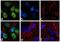 Neurogenin-2 antibody, 702565, Invitrogen Antibodies, Immunofluorescence image 