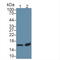 Tubulin-specific chaperone A antibody, LS-C374665, Lifespan Biosciences, Western Blot image 