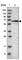 Pyruvate Dehyrogenase Phosphatase Catalytic Subunit 1 antibody, HPA021152, Atlas Antibodies, Western Blot image 