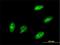 TEA Domain Transcription Factor 3 antibody, H00007005-M01, Novus Biologicals, Immunofluorescence image 
