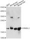 ORMDL Sphingolipid Biosynthesis Regulator 3 antibody, LS-C749931, Lifespan Biosciences, Western Blot image 
