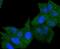 Major Histocompatibility Complex, Class II, DR Alpha antibody, NBP2-67610, Novus Biologicals, Immunocytochemistry image 