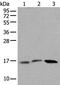Ubiquitin-conjugating enzyme E2 G2 antibody, PA5-67549, Invitrogen Antibodies, Western Blot image 