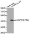 Mitogen-Activated Protein Kinase Kinase 2 antibody, MBS128294, MyBioSource, Western Blot image 