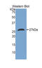 Tafazzin antibody, LS-C296569, Lifespan Biosciences, Western Blot image 