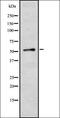 Solute Carrier Family 16 Member 12 antibody, orb378326, Biorbyt, Western Blot image 
