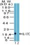 Interleukin 17C antibody, NBP2-27100, Novus Biologicals, Western Blot image 
