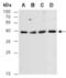 AKT1 Substrate 1 antibody, orb67140, Biorbyt, Western Blot image 