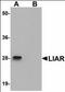 Ankyrin Repeat Domain 54 antibody, orb89835, Biorbyt, Western Blot image 