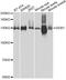 Damage Specific DNA Binding Protein 1 antibody, MBS127654, MyBioSource, Western Blot image 