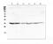 Golgi Phosphoprotein 3 antibody, A01333-1, Boster Biological Technology, Western Blot image 