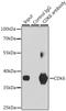 Cyclin Dependent Kinase 6 antibody, LS-C331529, Lifespan Biosciences, Immunoprecipitation image 