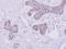 Solute Carrier Family 25 Member 33 antibody, LS-C185836, Lifespan Biosciences, Immunohistochemistry frozen image 