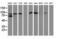 Gephyrin antibody, M04560-2, Boster Biological Technology, Western Blot image 